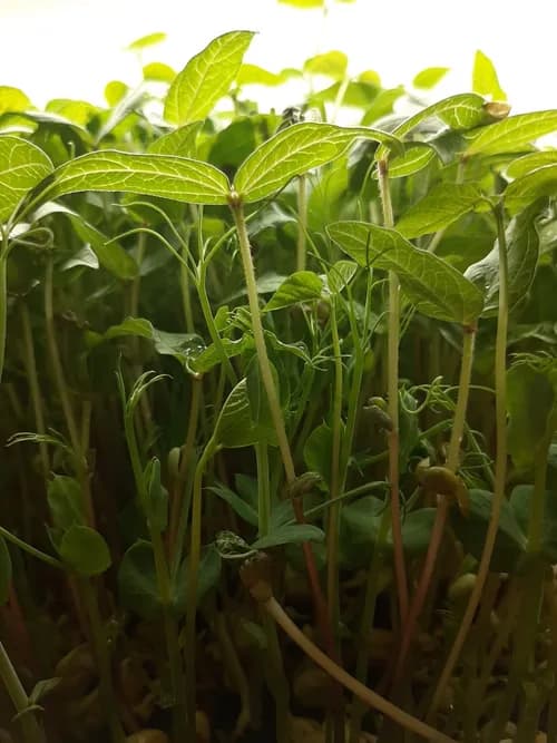 Future Acres Urban Farming - Photo 4