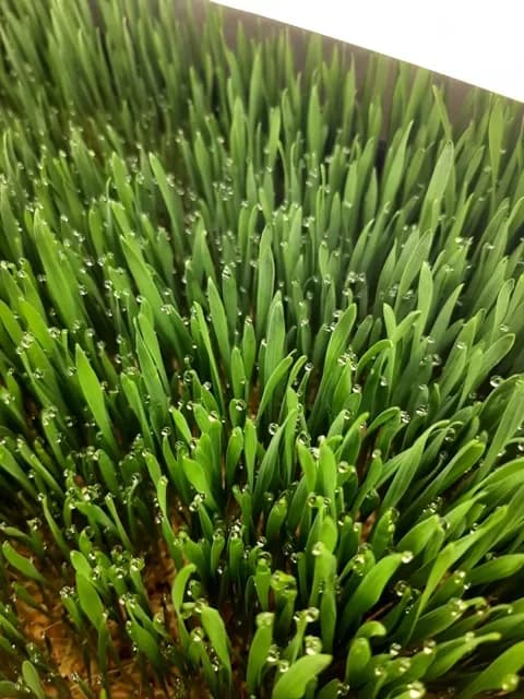 Future Acres Urban Farming - Photo 1