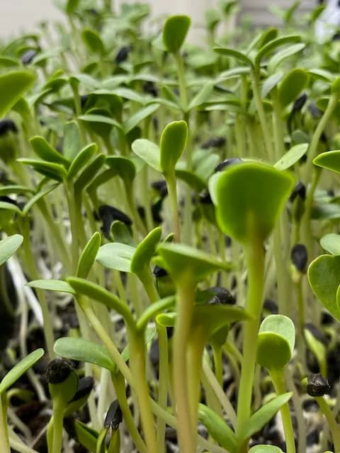 Future Acres Urban Farming - Photo 3
